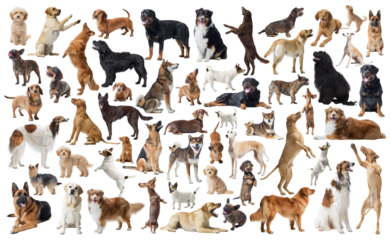Collection of dog portraits on white background