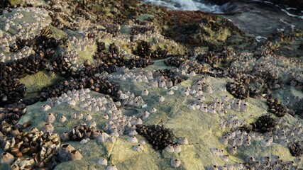 Obraz premium barnacles on the sea rock beach