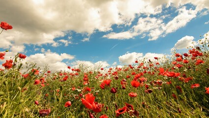 fields of poppies in a pretty glade 
in the distance clouds in the sky 