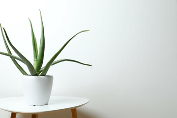 Aloe vera in pot on table