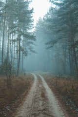 Obraz premium Dark forest covered with fog