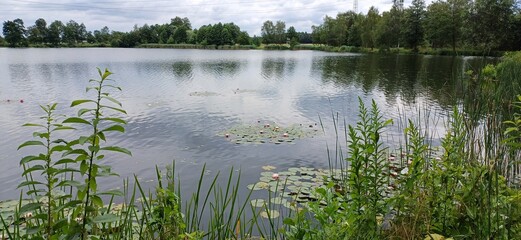 Obraz premium am seerosenweiher