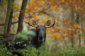 Łoś (Alces alces) moose © Bartosz Rakoczy