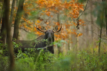 Łoś (Alces alces) moose © Bartosz Rakoczy