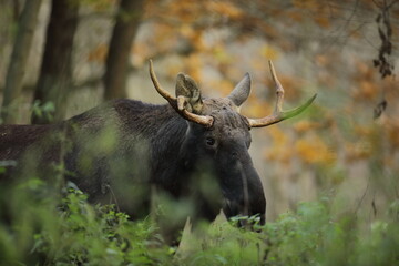 Łoś (Alces alces) moose © Bartosz Rakoczy