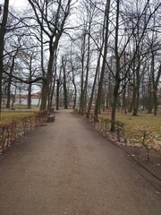 Fototapeta premium City park in late autumn, fallen leaves, bare trees, gloomy clouds, nature