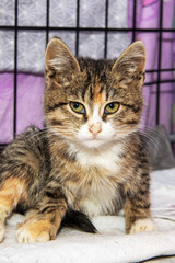 A kitten is laying on a blanket in a cage, looking at the camera