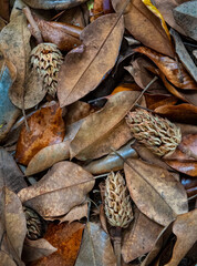Fallen leaves and empty seed pods of a southern magnolia tree (Magnolia grandiflora) in autumn in central Virginia.