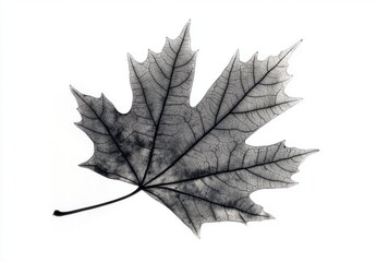 Fototapeta premium Delicate Black and White Leaf Silhouette on White Background with Intricate Veins Showcasing Nature’s Artistry and Fragility in Minimalist Style