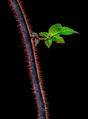 Backlit stem and leaf of wineberry (Rubus phoenicolasius) in autumn. Spines are defense against grazing animals. © Gerry