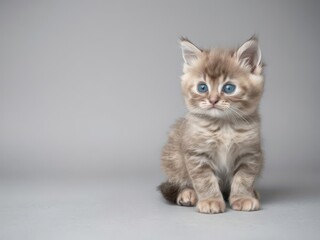 Obraz premium Adorable little fluffy gray kitten sitting on a gray background, domestic