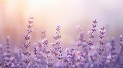 Obraz premium photograph of Subtle gradient background transitioning from soft peach to gentle lavender, creating a delicate and inviting appearance.