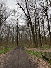 Fototapeta premium road in the forest