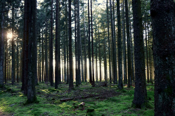 Obraz premium Die untergehende Abendsonne scheint in einem dunklen Nadelwald durch Bäume im Herbst im Nationalpark Hunsrück-Hochwald bei Otzenhausen im Landkreis St. Wendel.