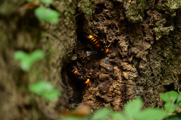 樹液に集まるオオスズメバチ