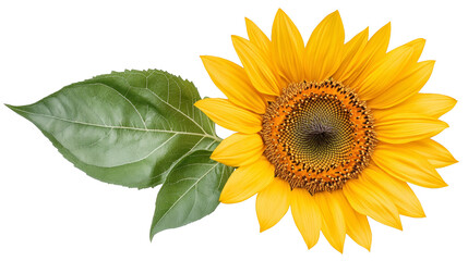Obraz premium Sunflower closeup, golden petals and green leaf. nature photography captures summer’s vibrant beauty. this bright, beautiful sunflower stands tall, symbolizing joy growth.
