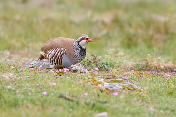 Perdiz com nome cientifico de (Alectoris rufa). Esta espécie, muito cobiçada por caçadores, é frequentemente objecto de programas de gestão cinegética.
