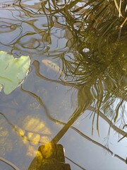 reflection of the leaves in water