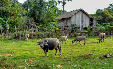 Water buffalos in front os a traditional house in a small village in Cambodia