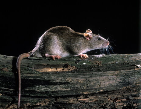 rat surmulot