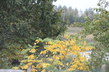 Obraz premium flowers in the park