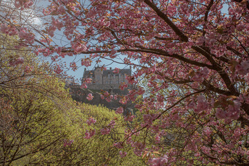 Edinburgh's beautiful streets with flowering trees in April