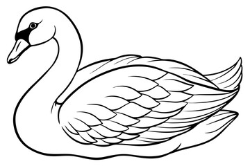 Obraz premium black and white swan