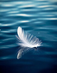 white feather on blue background