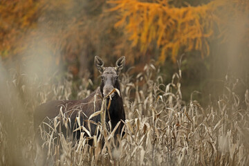 Łoś (Alces alces) moose © Bartosz Rakoczy
