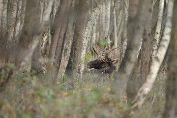 Łoś (Alces alces) moose