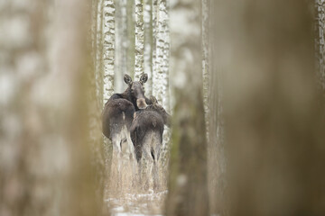 Łoś (Alces alces) moose © Bartosz Rakoczy