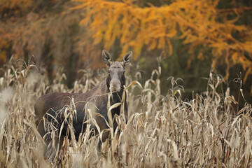 Łoś (Alces alces) moose © Bartosz Rakoczy