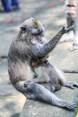 A begging monkey mother with its babby sitting on the ground begging for food