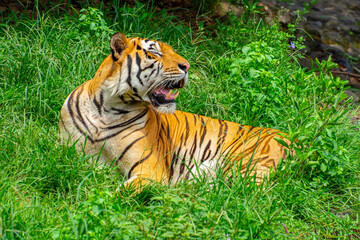 Obraz premium The Sumatran tiger is a population of Panthera tigris sondaica on the Indonesian island of Sumatra
