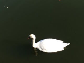 white swan on the water