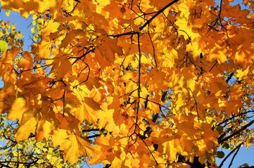 photo on background of yellow maple leaves