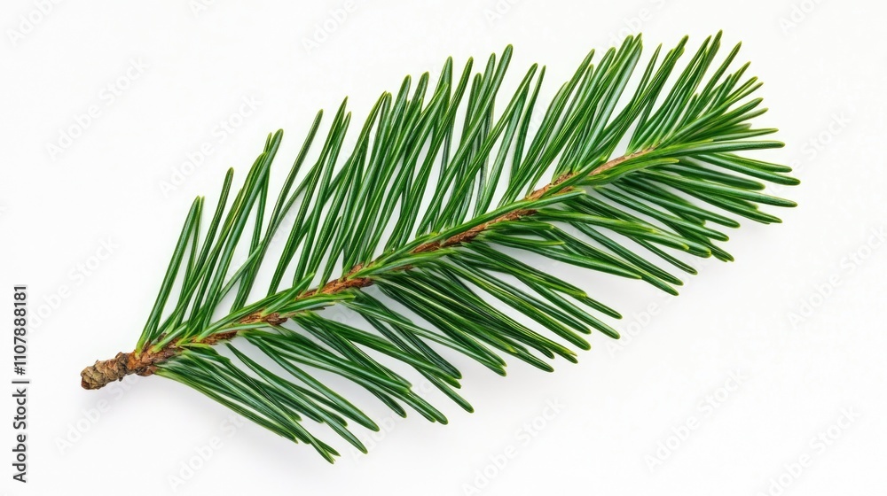 Poster a single pine tree branch on a white surface, perfect for minimalist decor or design