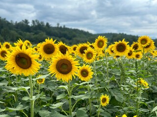 Fototapeta premium field of sunflowers