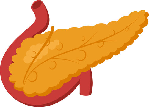 Medical illustration showing healthy human pancreas producing digestive enzymes and hormones, connected to duodenum and bile duct