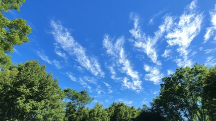 Obraz premium Blue Sky over Green Trees
