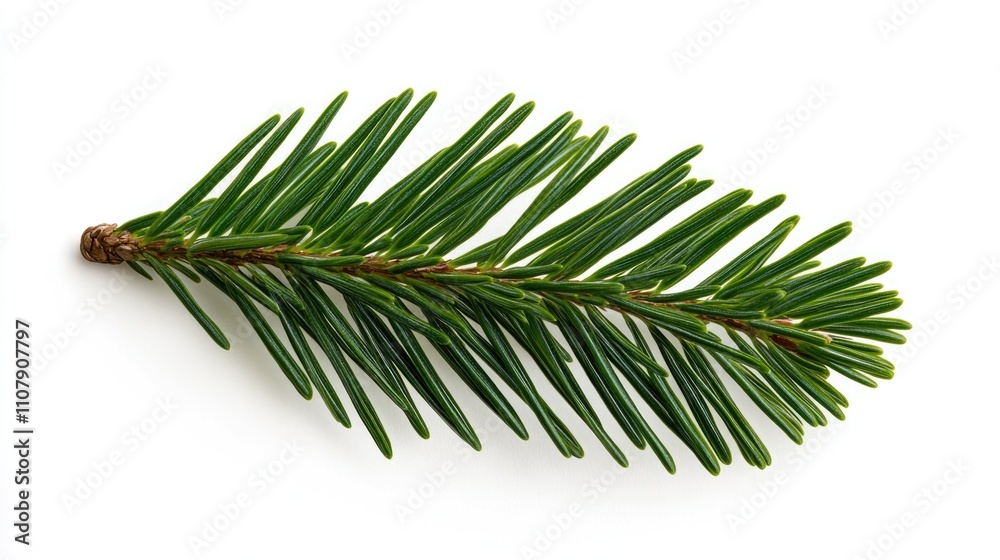 Poster A single pine tree branch placed on a white surface, great for use in minimalist designs or as a symbol of simplicity and nature