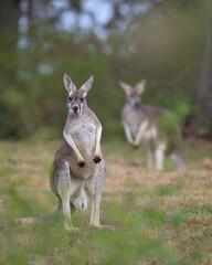 Alert adult red kangaroo standing and looking in front of blurred second kangaroo