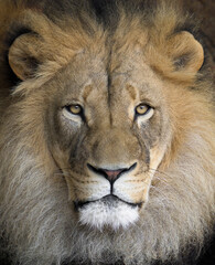 Close up portrait of adult male African lion