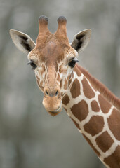 Naklejka premium Baby giraffe close up portrait