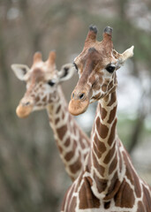 Obraz premium Close up of two giraffes against blurred forest background
