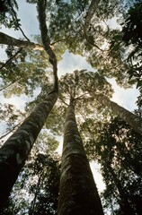 Fototapeta premium Forest Giants