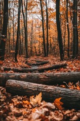 Fototapeta premium Autumn Forest Path