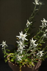 Edelweiss in a flowerpot