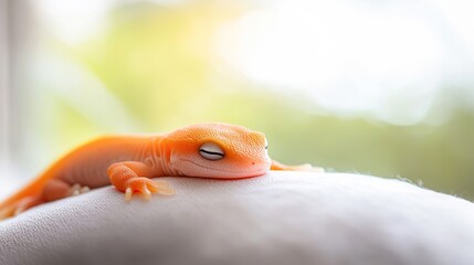 A close-up of a resting orange gecko on a soft surface, basking in natural light, perfect for pet care articles, nature blogs, or educational content about reptiles and their habitats,