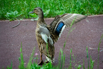 Fototapeta premium Mallards or wild ducks (Anas platyrhynchos)